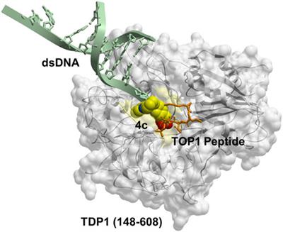 Phosphonic acid-containing inhibitors of <mark class="highlighted">tyrosyl-DNA phosphodiesterase 1</mark>